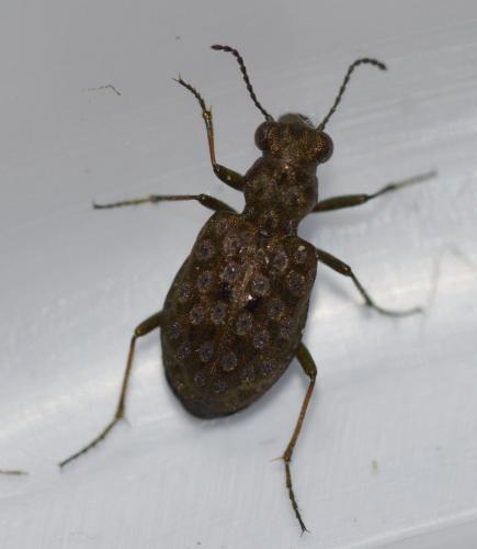 Elaphrus cupreus